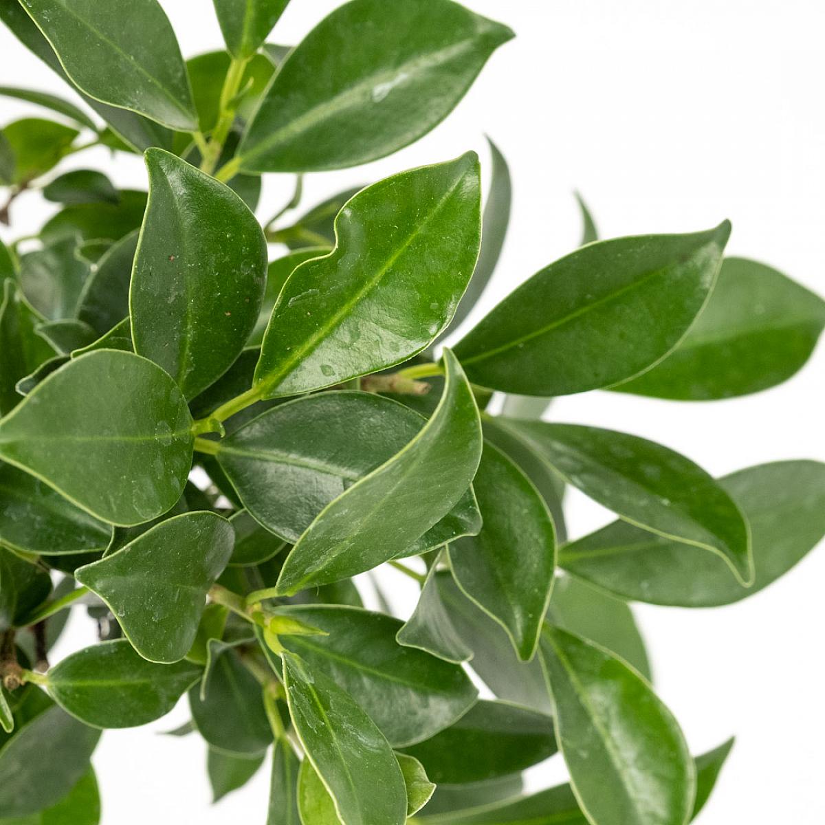 Bonsai Ficus retusa (6 Jahre alt) – Bild 2