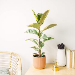 Ficus elastica tineke L