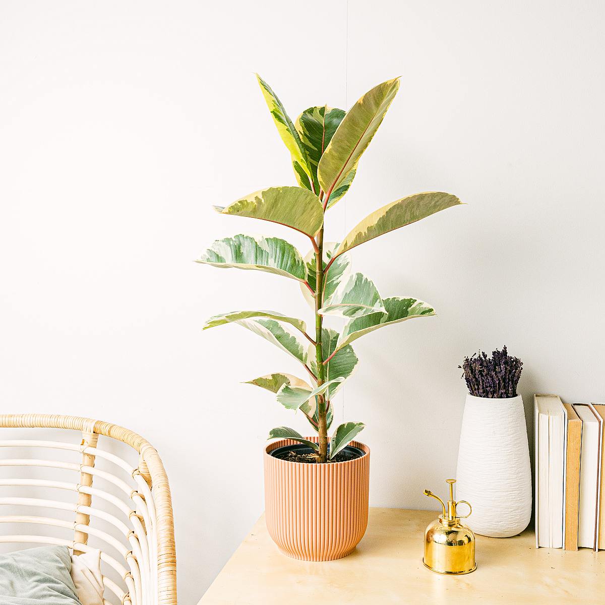 Ficus elastica tineke L