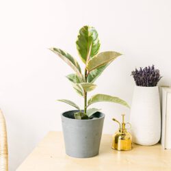 Ficus elastica tineke M