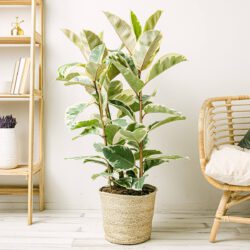 Ficus elastica tineke XL
