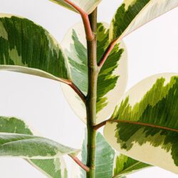 Ficus elastica tineke XL – Bild 2