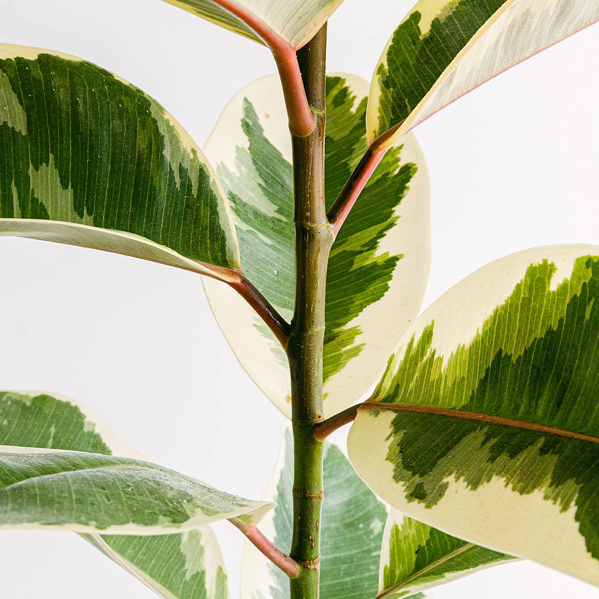 Ficus elastica tineke XL – Bild 2