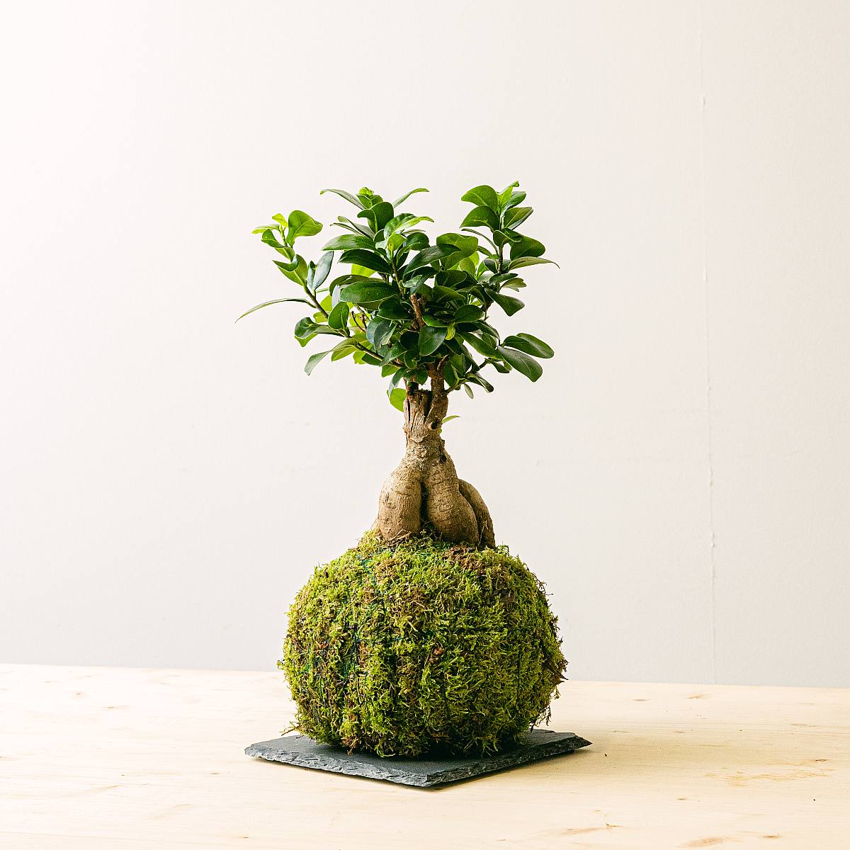 Kokedama Ficus Ginseng
