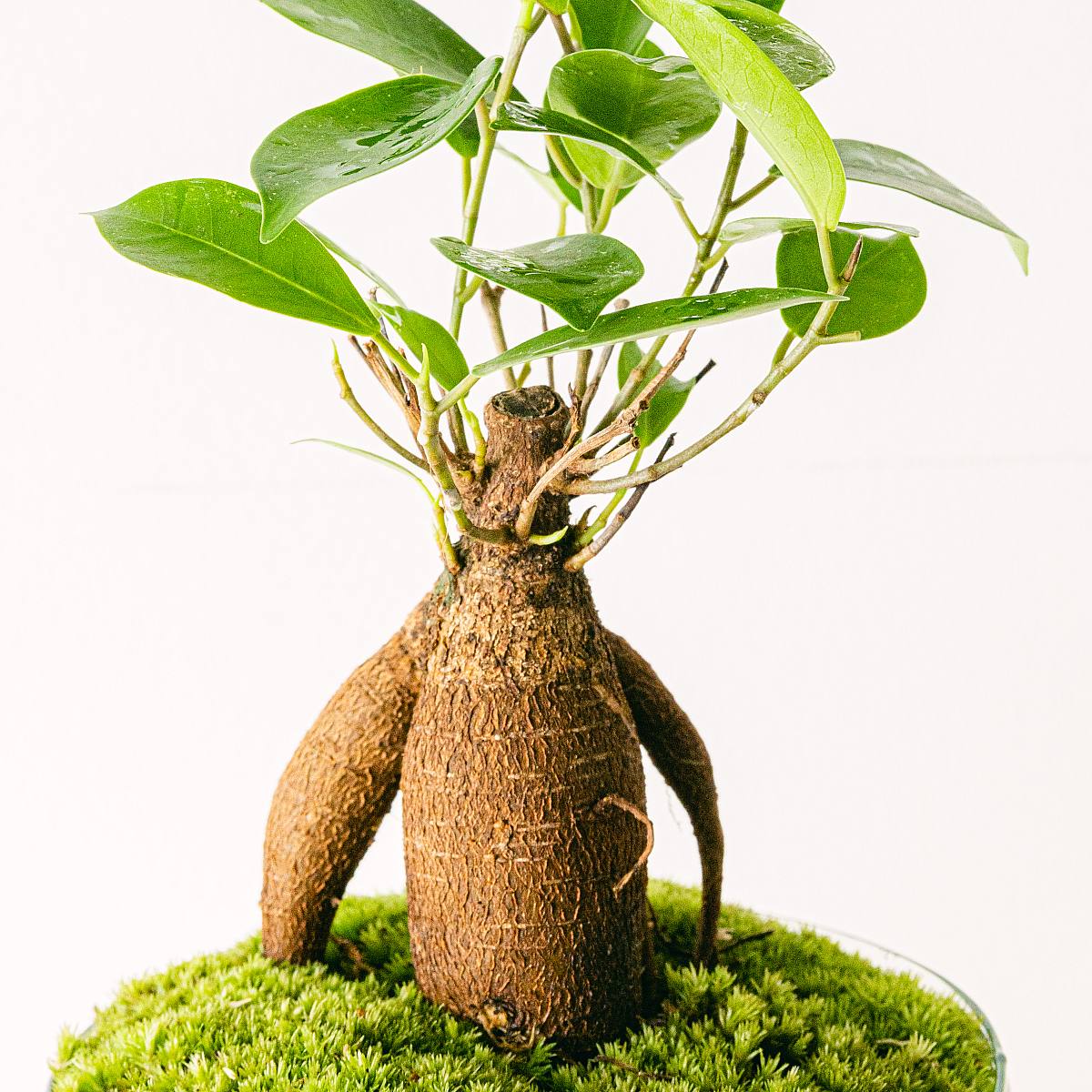 Kokedama Ficus Ginseng – Bild 2
