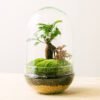 Terrarium Natura Green: Ficus Ginseng und Fitónia