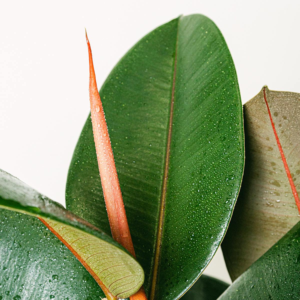 Ficus Elastica Abidjan – Bild 2