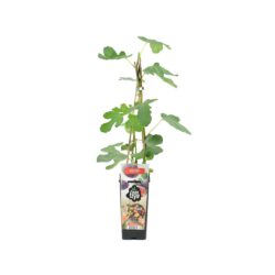 Ficus Carica Brown Turkey – Bild 2