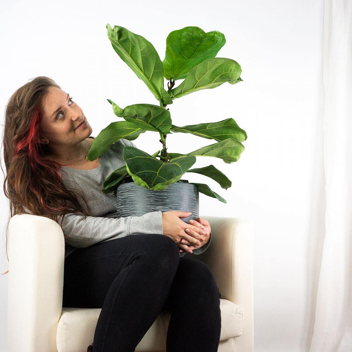 Ficus Geigenblatt - Üppig