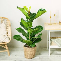 Ficus Geigenblatt - Üppig