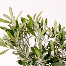 Olivenbaum - Glück und Wohlstand – Bild 2