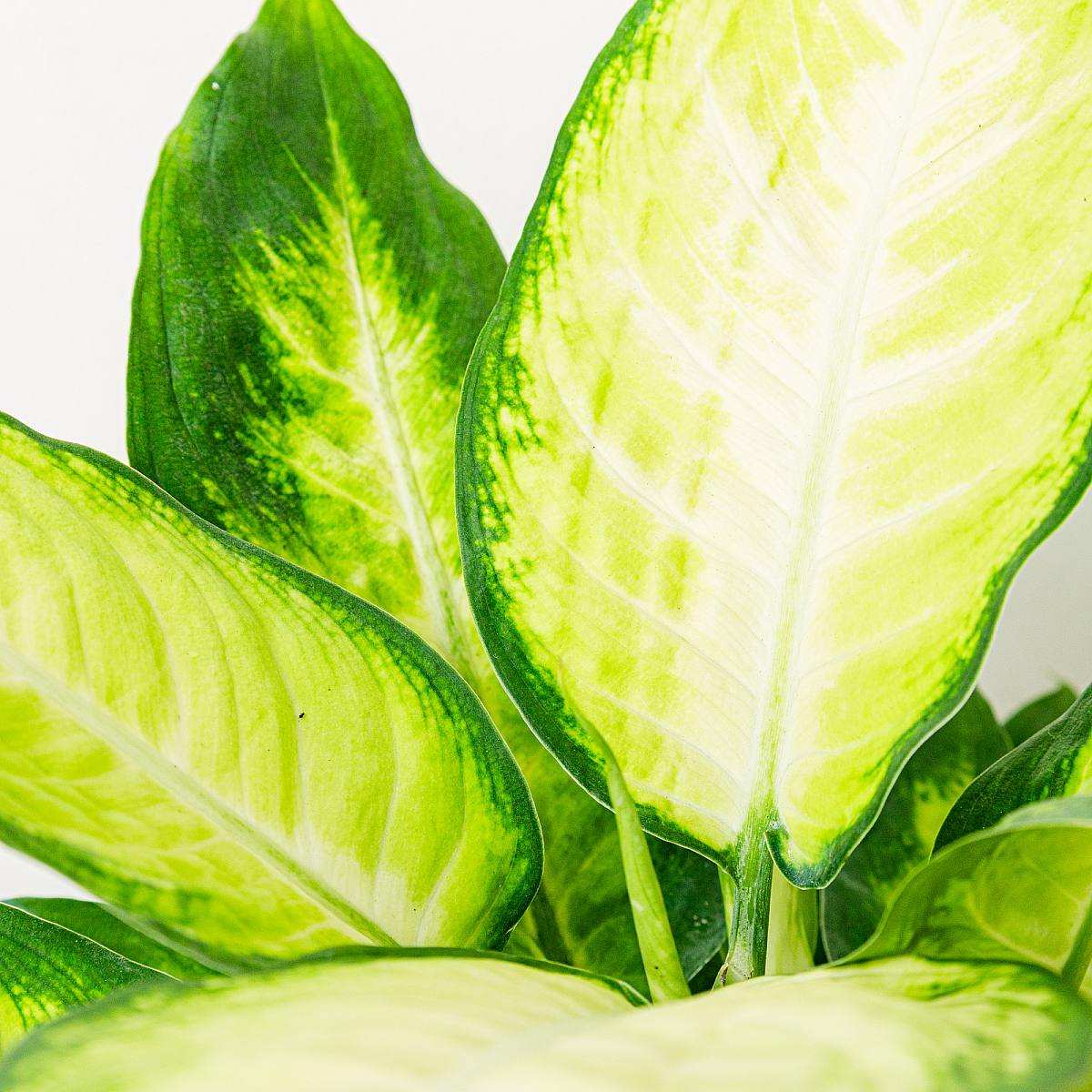 Dieffenbachia Camille – Bild 2
