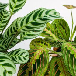 Duo der Marantas (Ctenanthe Burle Marxii, Maranta Tricolor - Blume des Gebets) – Bild 2
