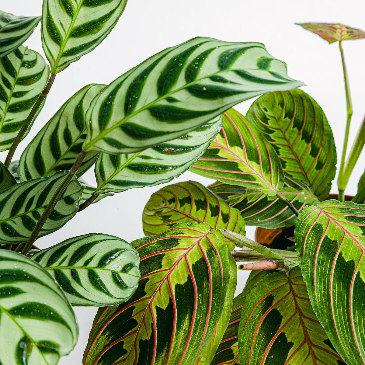 Duo der Marantas (Ctenanthe Burle Marxii, Maranta Tricolor - Blume des Gebets) – Bild 2