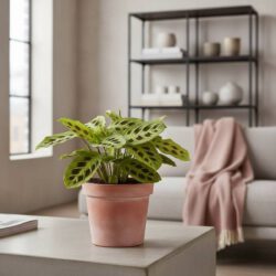Maranta Light Veins P12 – Bild 2