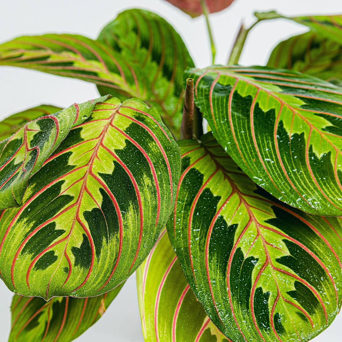 Maranta Leuconeura – Bild 2