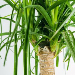 Beaucarnea – Bild 2