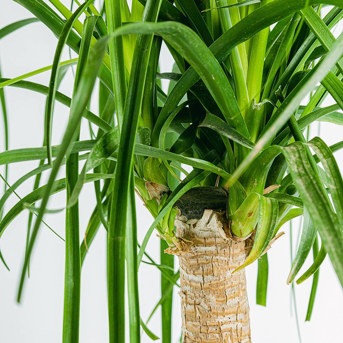 Beaucarnea – Bild 2