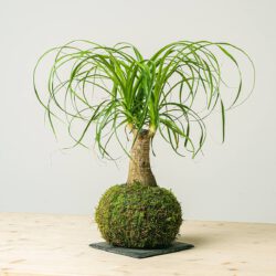 Kokedama Beaucarnea