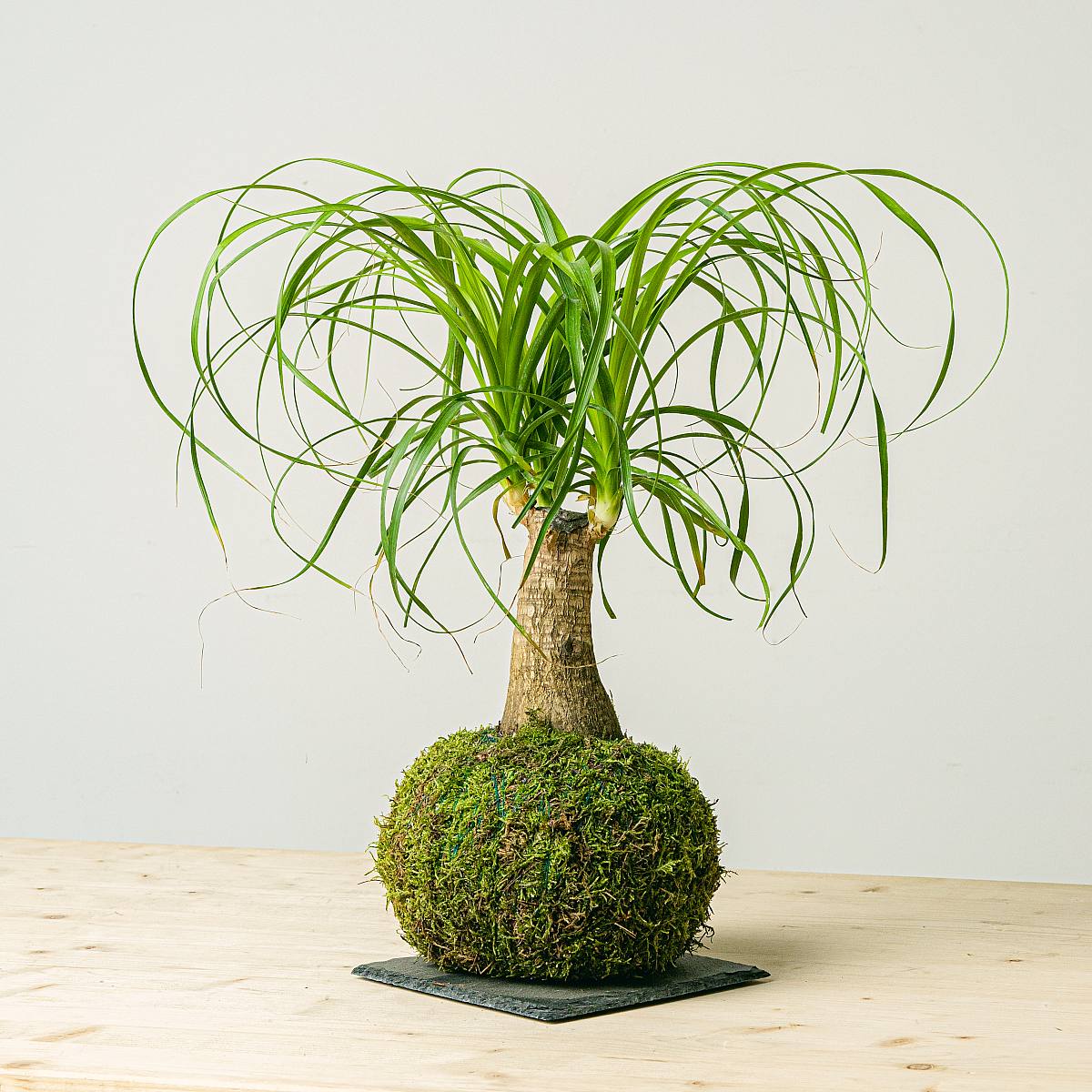 Kokedama Beaucarnea