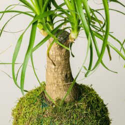 Kokedama Beaucarnea – Bild 2