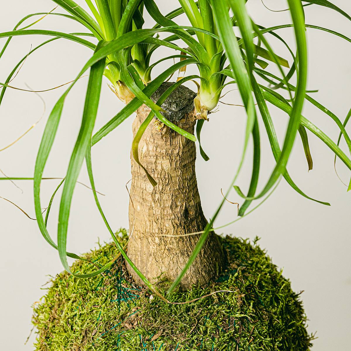 Kokedama Beaucarnea – Bild 2