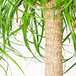 Beaucarnea Recurvata – Bild 2