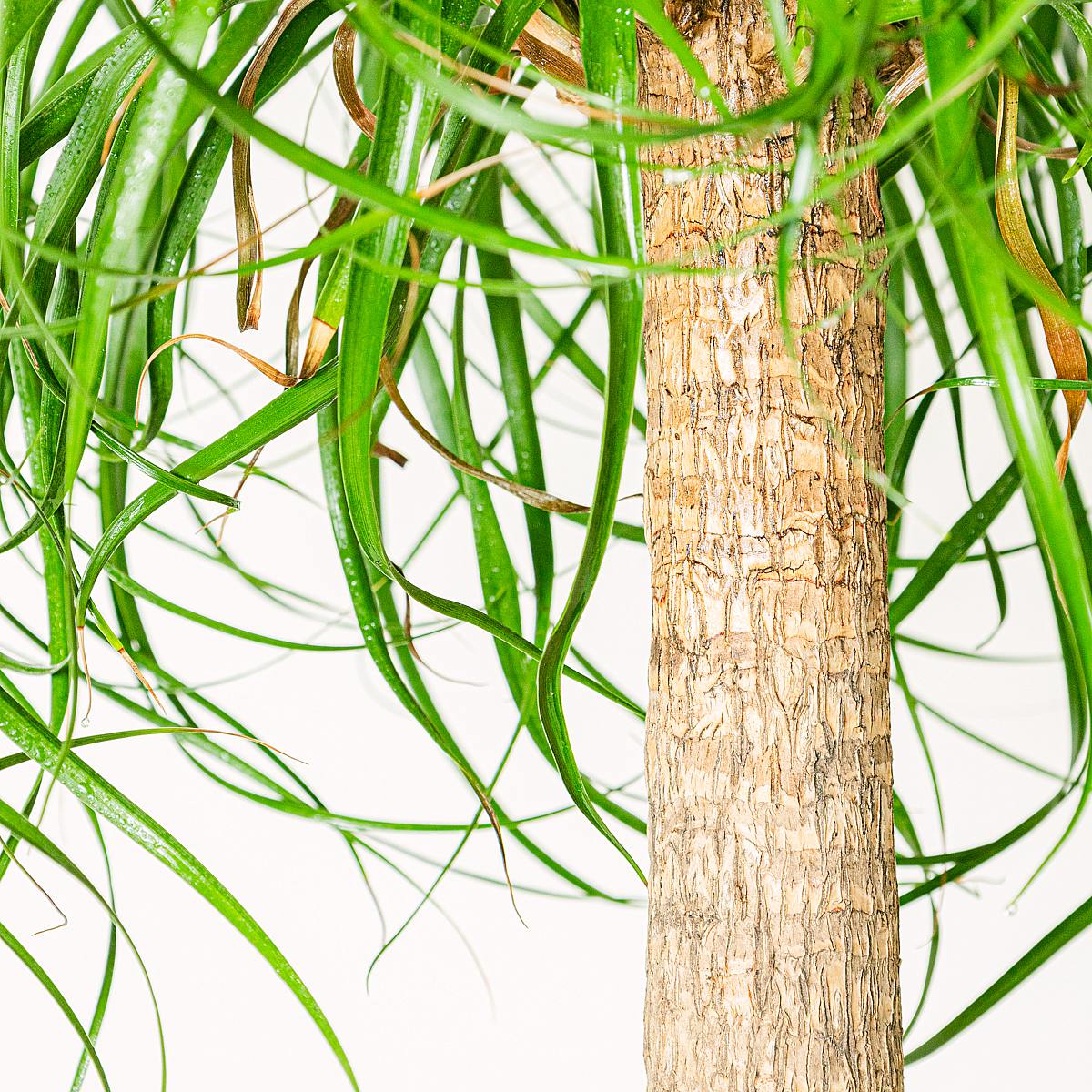 Beaucarnea Recurvata – Bild 2